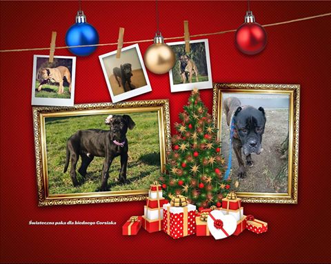 Pomóżmy psiakom przetrwać zimę